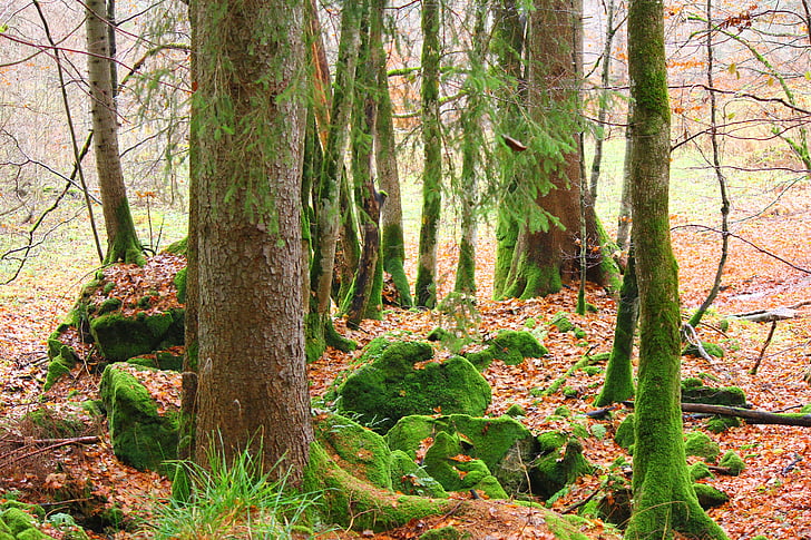 moss, nature, log, forest, green