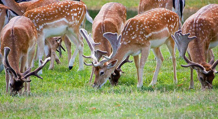 deer, roe deer, herd, deer herd, close-up, beautiful, nature
