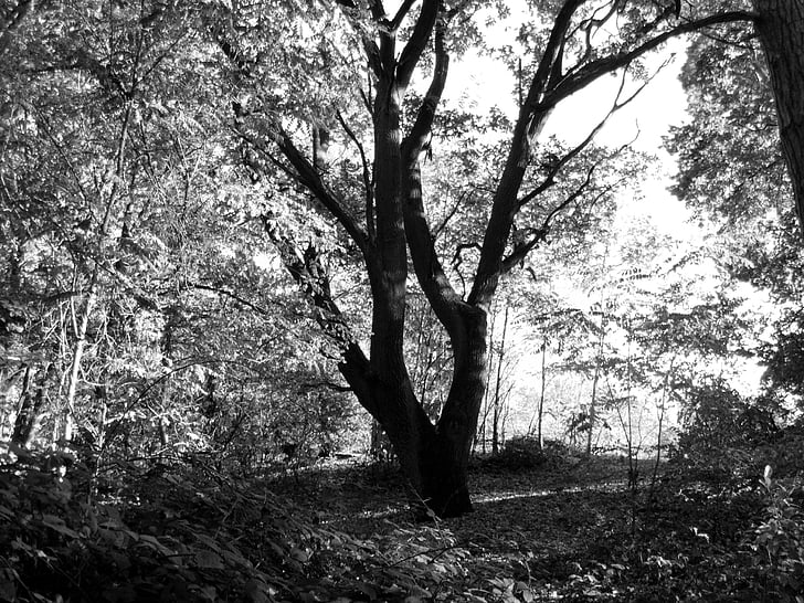 bosc, arbre, natura, blanc i negre, a l'exterior, paisatge, branca