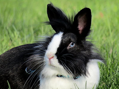 토끼, 토끼, ušák, 하얀, 저하, 애완 동물, 귀여운