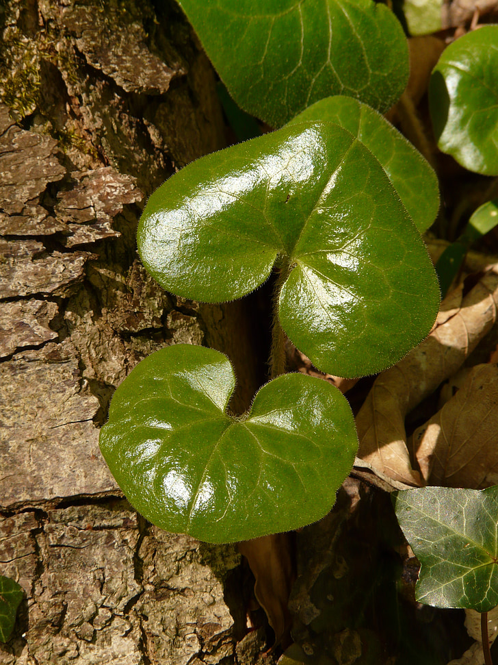 haselwurz ordinaria, pianta, pianta di foresta, Asarum europaeum, pianta di notevole, Aristolochiaceae, brechwurz