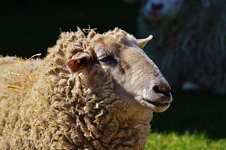 domba, wol, hewan, padang rumput, alam, mantel musim dingin, aiderbichl baik