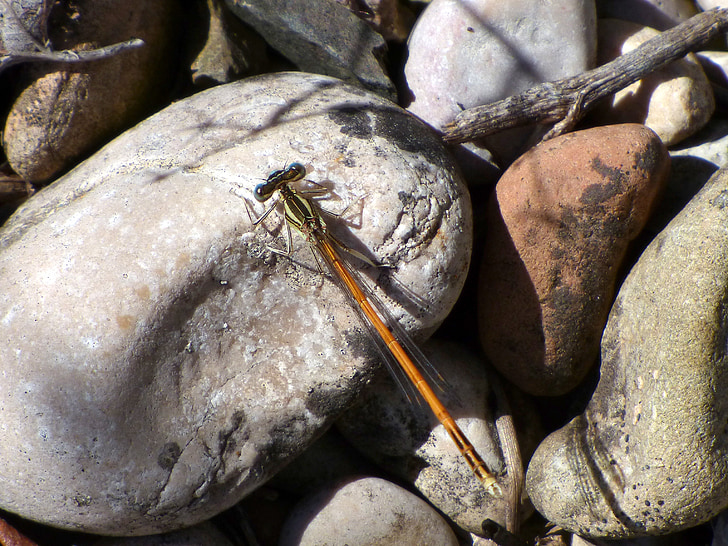 dragonfly, winged insect, branch, platycnemis acutipennis, orange dragonfly