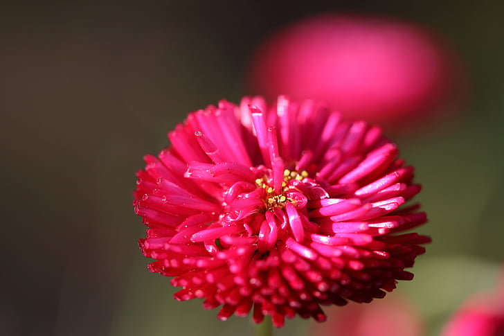 daisy, bellis annua, red, flowers, summer, garden, pink