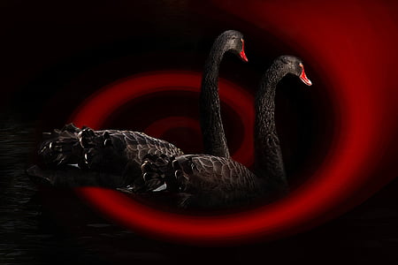 swan, black, bird, black swan, water bird, water, nature