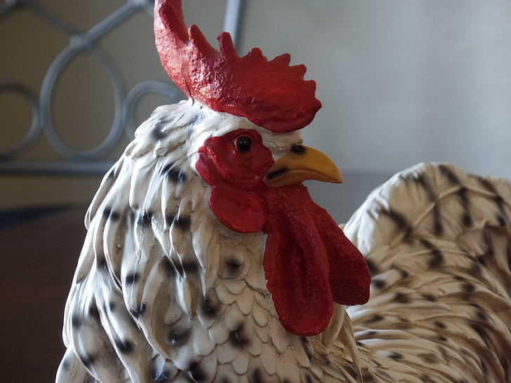 pollo, rosso, bianco e nero maculato, pollame, uccello, Gallo, azienda agricola