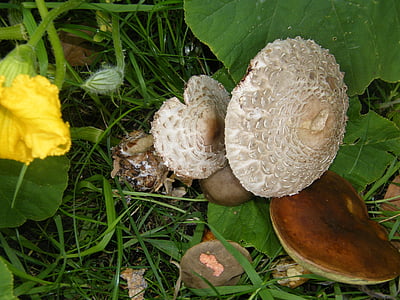 champignon d’écran géant, baguettes de tambour, champignons, Forest, automne, coloré, feuilles