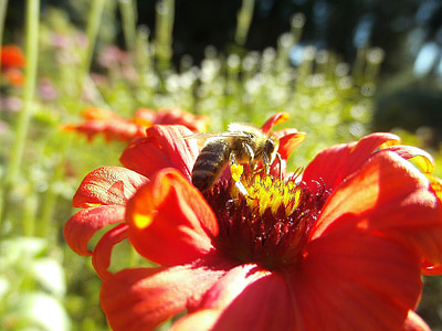 honeybee, pollinator, insect, flower, dahlia, bug, pollination
