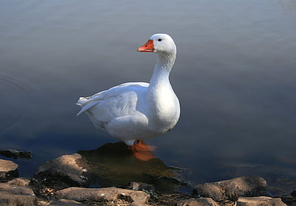 white goose, standing in water, pond, fowl, beautiful creature, long necked, forward
