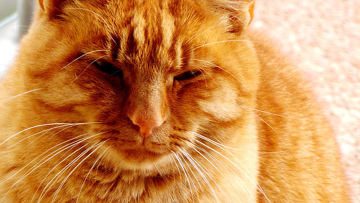 czerwony kot, Kot, zwierząt, Koci, Cat's eye, twarz kota