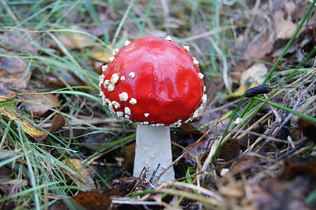 autumn, mushrooms, red, litter, poisoning