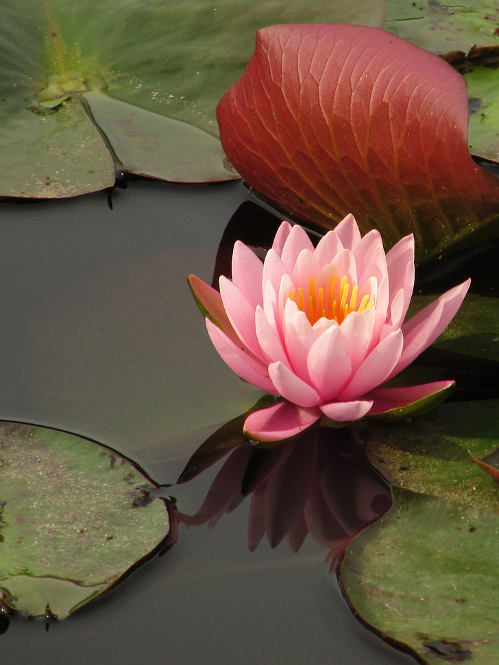 lily, water lily, lilies, pond, nature, water, lake