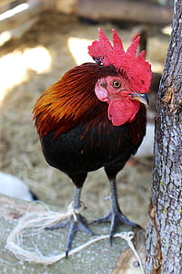 chicken, hen, bird, farm, poultry, animal, rooster