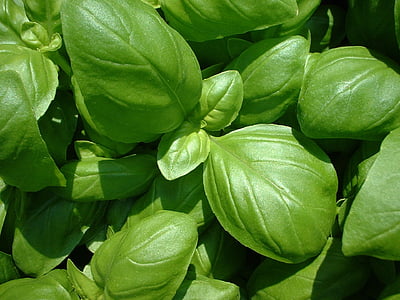 Basil, kasvi, Luonto, Ocimum basilicum, lehti, tuoreus, Ruoka