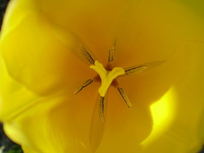 цветок, желтый, маргаритка, макрос, Природа, Лепесток, Весна