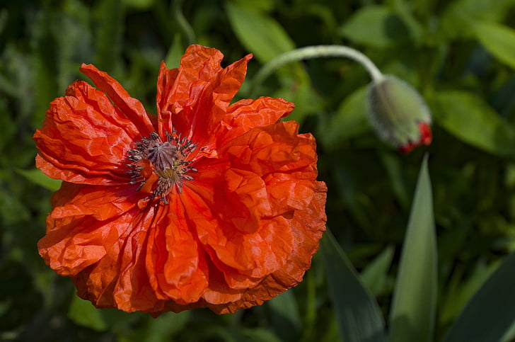 Poppy, bunga opium, klatschmohn, bunga, merah, poppy merah, bidang poppies