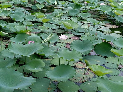 bunga, Lotus, Kolam, hijau