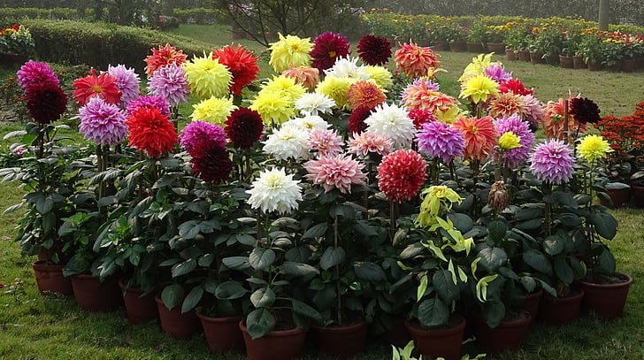 Gherghina, dalie, floare, Flora, floare, culoare, Kolkata, India