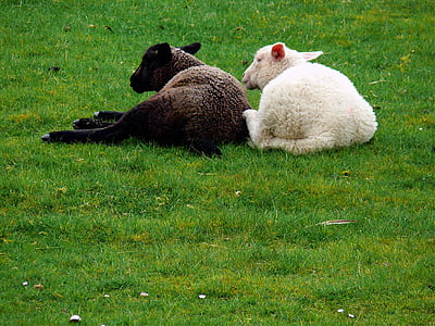 moutons, fourrure, herbe, cheveux, jeunes brebis, agneau, agneaux