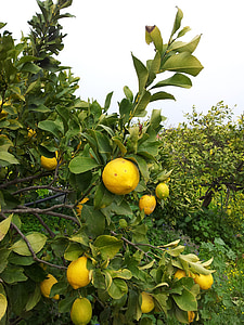 лимон, Крит, дърво