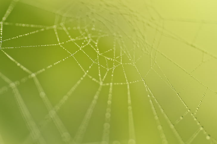 cobweb, nature, network, beaded, macro, fauna, dew