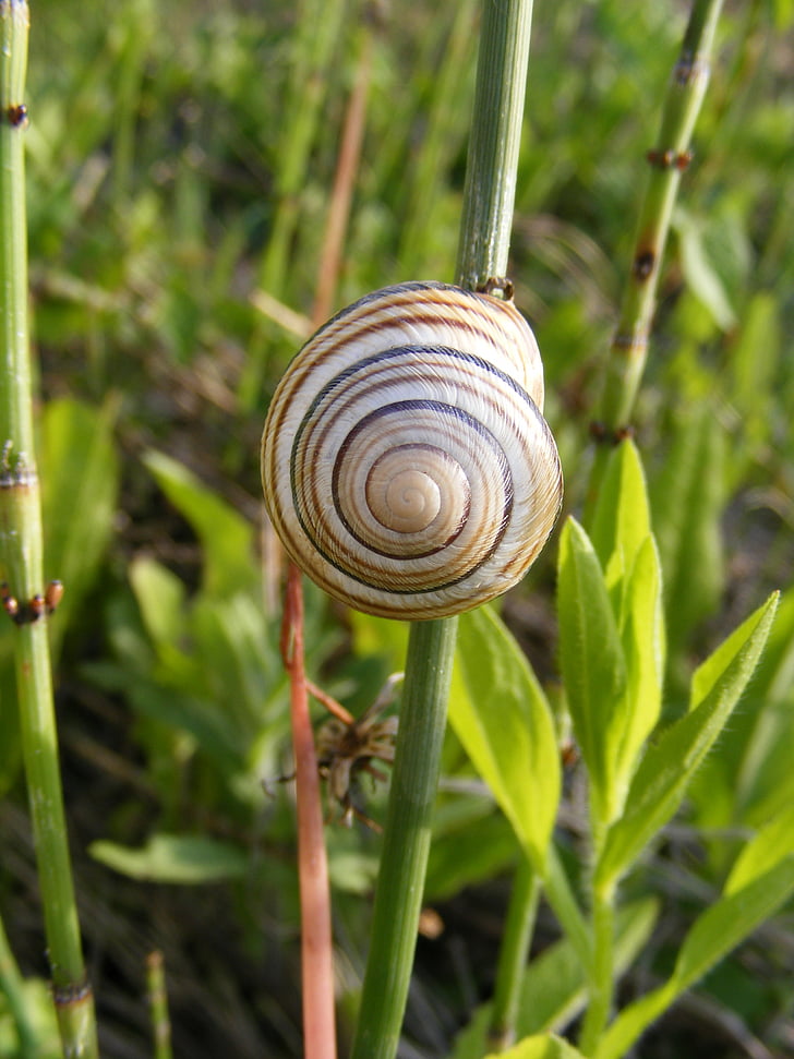 arrampicata, Close-up, a spirale, Gastropoda, erba, verde, molluschi