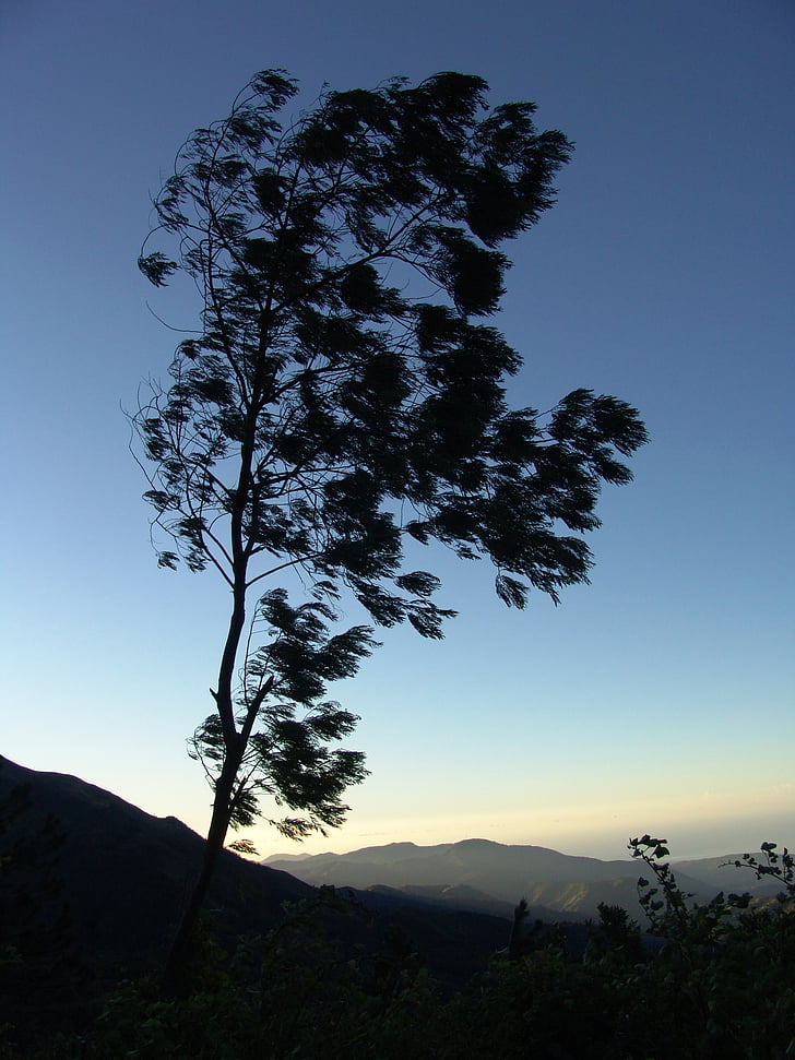tree, crown, jamaica, canopy, shadow, mountains, mountain landscape