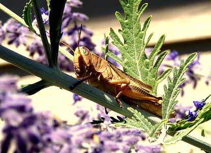 close-up, grasshopper, insect, leaves, locust, plant, nature