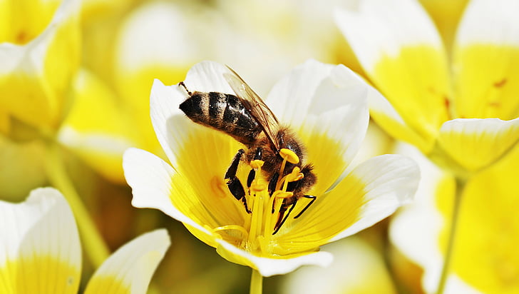 flor d'ou fregit, albergínia fregida, abella, flor, blanc groc, flor groga-blanca, blanc, groc