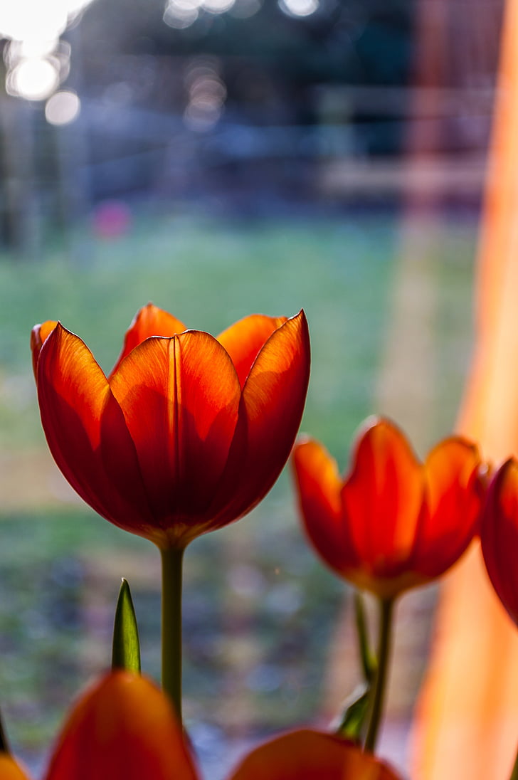 tulipes, vermell, taronja, flor, primavera, flor, flor