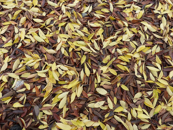 leaves, dead leaves, falling leaves, carpet leaves, autumn, yellow leaves, large group of objects