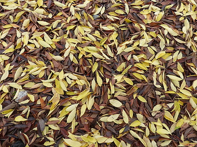 잎, 죽은 잎, 떨어지는 잎, 카펫 잎, 가, 노란 잎, 개체의 큰 그룹