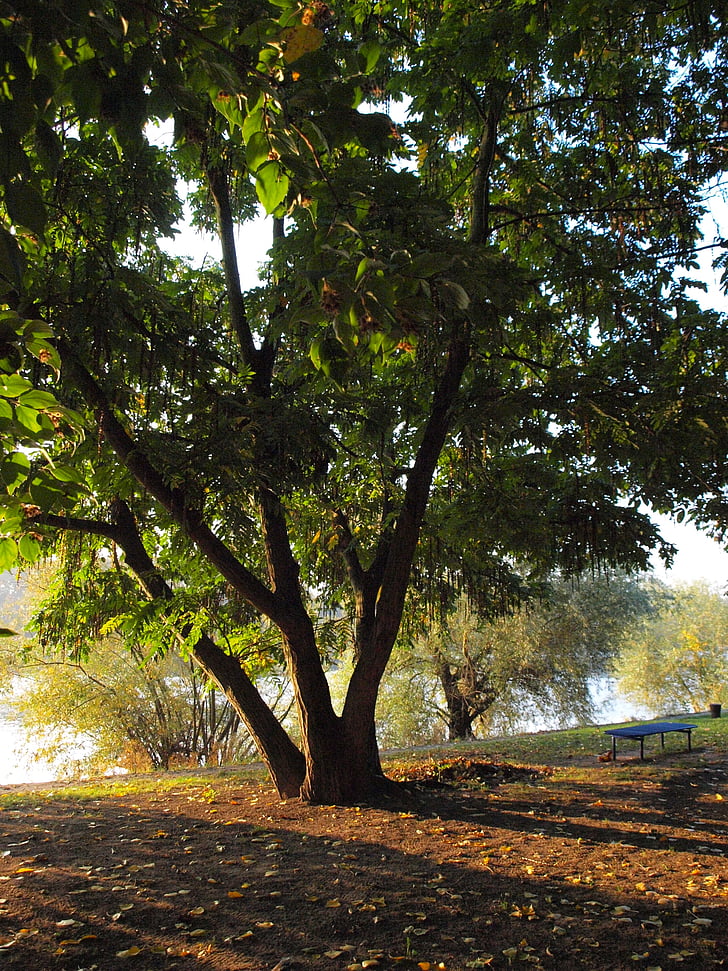 arbre, Parc, principals, riu, morgenstimmung, Banc, paisatge fluvial
