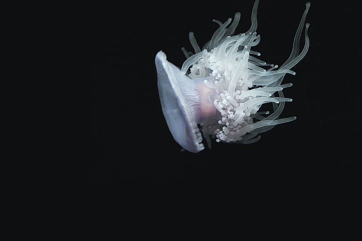 animal, méduse, sous l’eau
