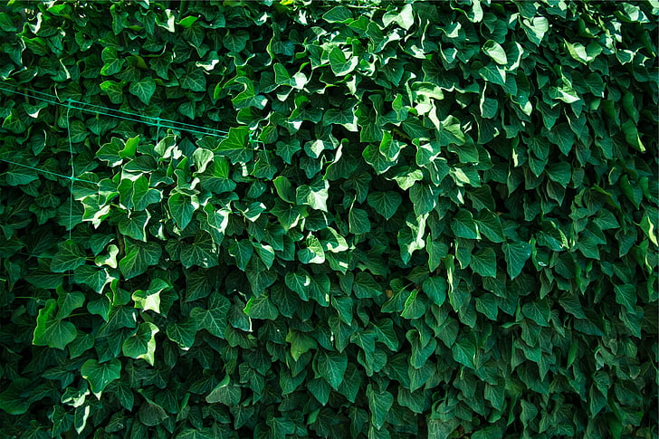 grøn, plante, planter, blade, grøn farve, baggrunde, blad