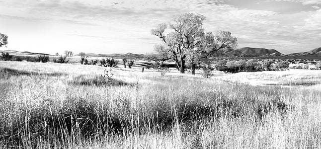 black-and-white, field, grass, landscape, nature, outdoors, rural