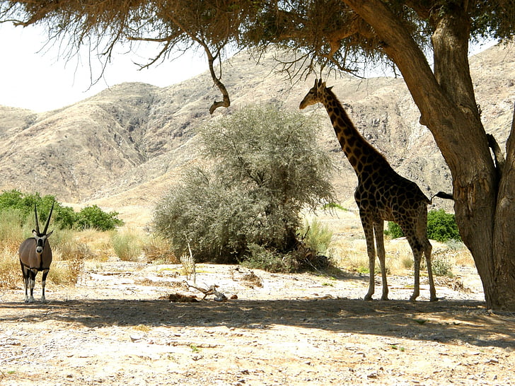 jirafa, Oryx, cortina, árbol, refugio, calor, sol