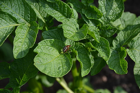 Beetle, pomme de terre, jardin, été, Colorado, Agriculture, bug