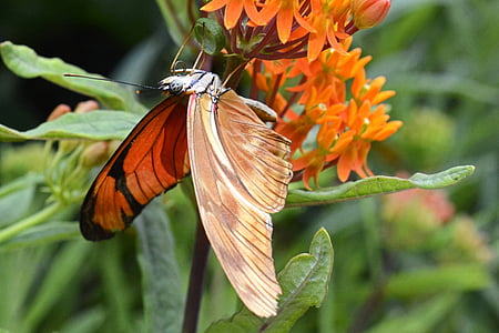 motýľ, hmyzu, krídlo, lietať, oči, zviera, čierna