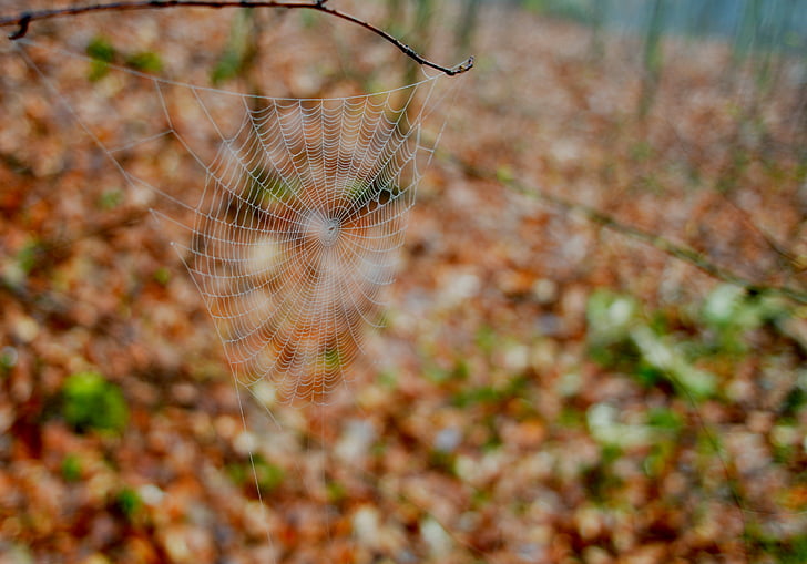 Web, pădure, primavara, Serenity