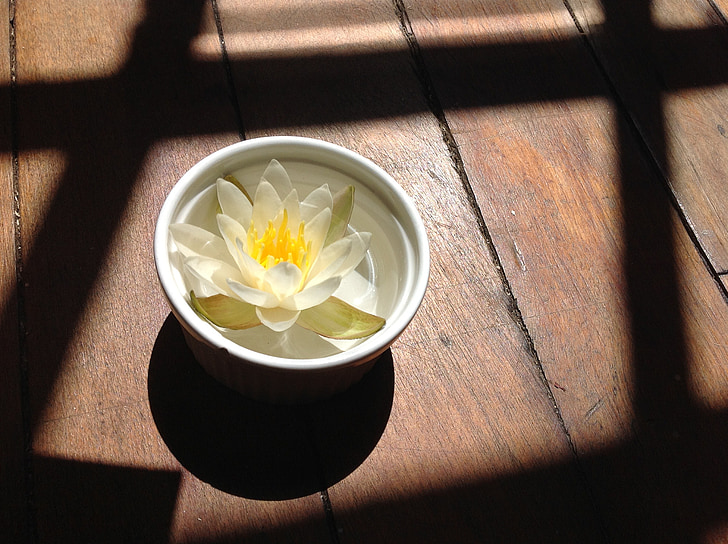 water lily, lily, bowl, flower, yellow, shadow, wood