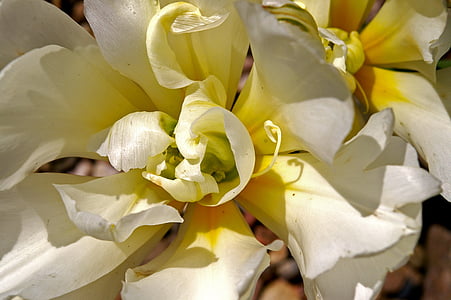ดอกทิวลิป, ดอกทิวลิปสีขาว, สีขาว, ฤดูใบไม้ผลิ, ดอก, บาน, ดอกไม้