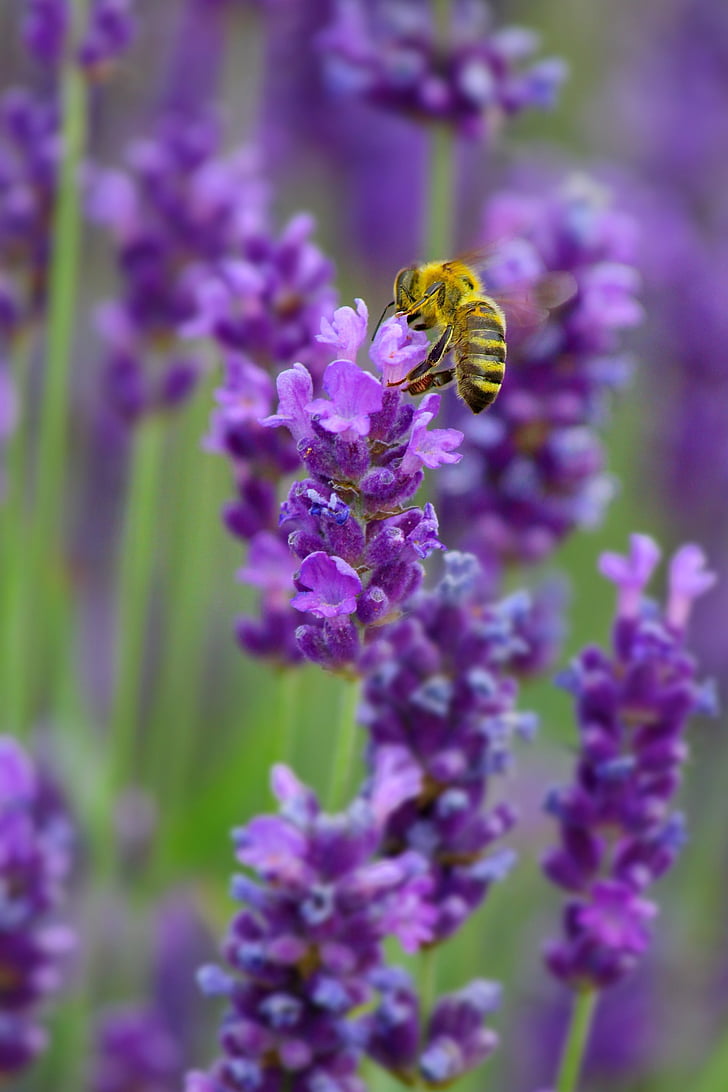 lavender, bee, nature, animal, flower, spring, purple