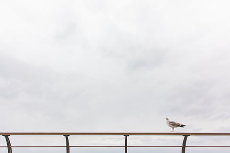 grey, gull, perching, metal, balustrade, daytime, seagull
