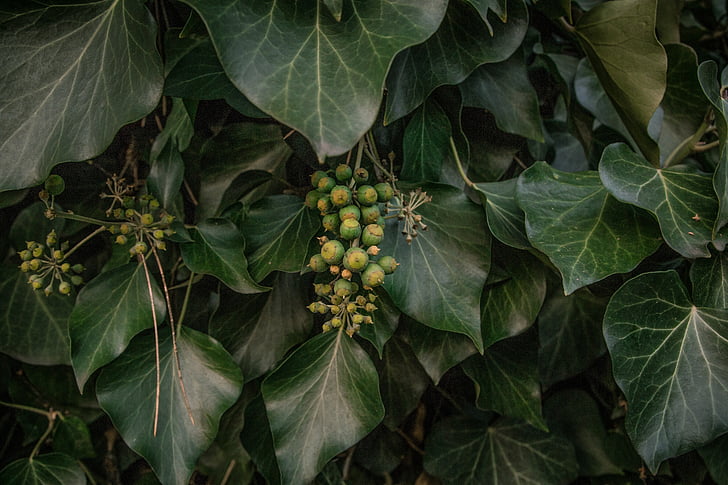 Herbst Blatt, dunkelgrün, Gartenpflanze, Zimmerpflanze, Makro-Foto, Natur wallpaper, Blatt