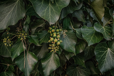 Jesenski listi, temno zelena, vrtna rastlina., Sobna rastlina, makro fotografija, narava ozadje, listov