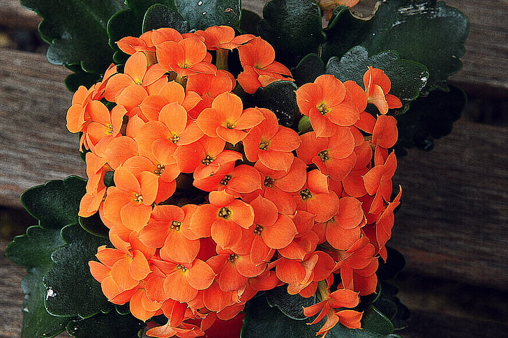 Blume, in der Nähe, Kalanchoe, Orange, Zerbrechlichkeit, Blütenblatt, frische