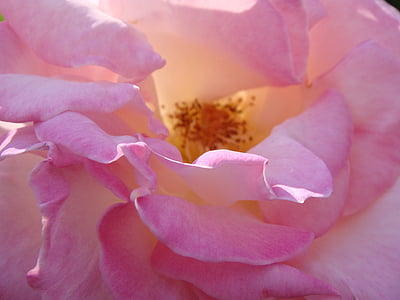 Rosa, Blume, Rosa Blumen, Makro, Farbe rosa, Blütenblätter, Natur