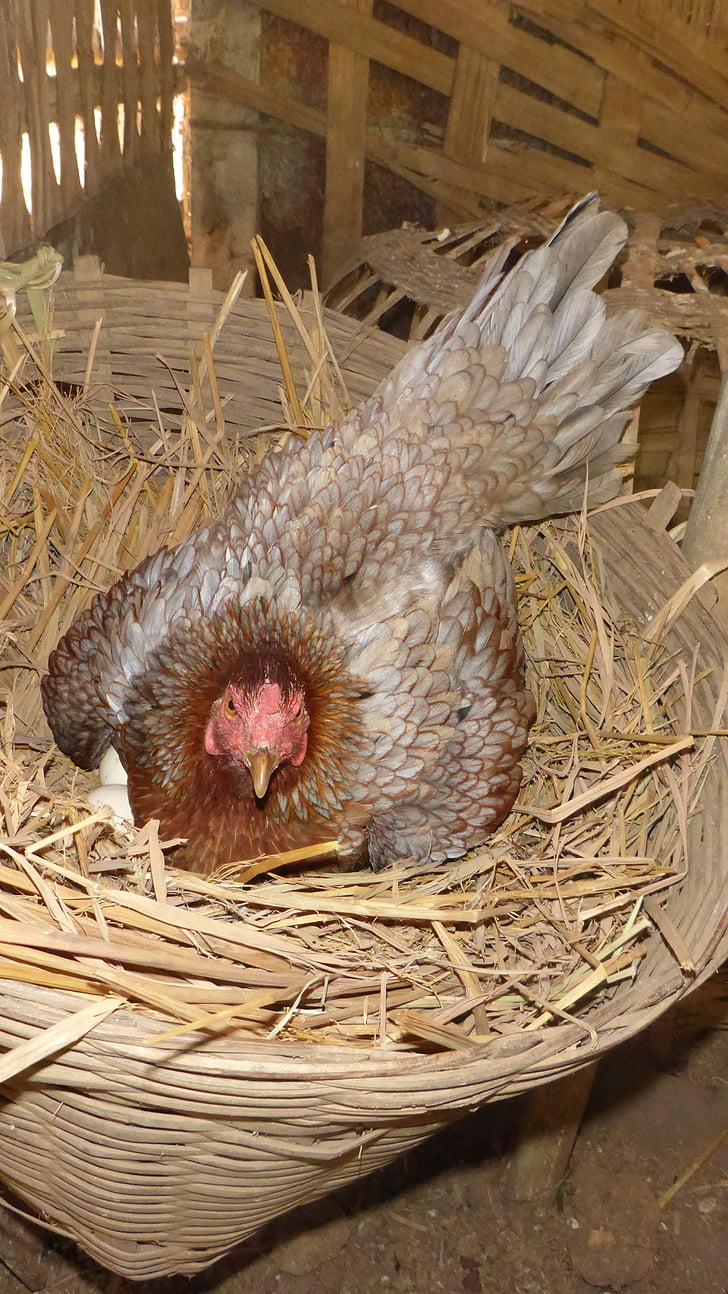 hen, oviparous, egg, bird, animal