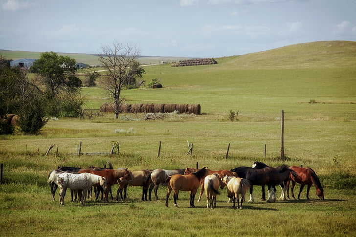 Sør-dakota, gården, Ranch, landlig, landskapet, naturskjønne, hester